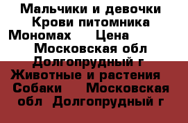 Мальчики и девочки.Крови питомника“Мономах“. › Цена ­ 10 000 - Московская обл., Долгопрудный г. Животные и растения » Собаки   . Московская обл.,Долгопрудный г.